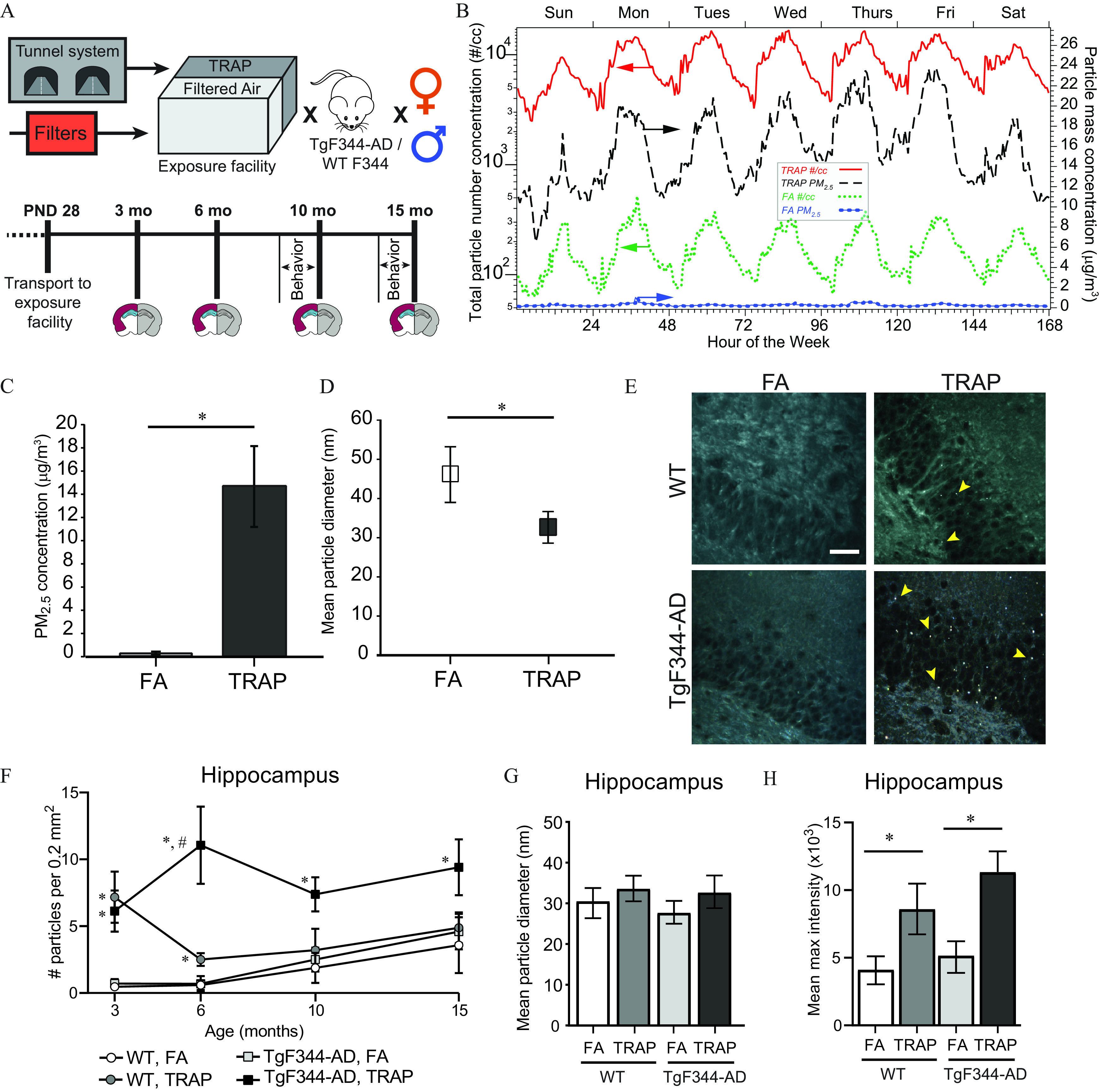 Figure 1A is a schematic diagram depicting experimental design and analyses of particulate matter in traffic-related air pollution and the hippocampus of traffic-related air pollution and filtered air-exposed animals. Transgenic F 344-A D and wildtype rats were transported to the tunnel facility at postnatal day 28 and continuously exposed to traffic-related air pollution or filtered air until 3, 6, 10, or 15 months of age before being transported back to the laboratory for tissue collection. Behavior was performed on-site during the last 2 weeks of exposure for animals euthanized at 10 and 15 months of age. One hemisphere of each brain was used for histological analyses and the other for biochemical analyses (cortex and hippocampus). Figure 1B is a line graph, plotting Total particle number concentration (number per cubic centimeter), ranging from 10 begin superscript 2 end superscript to 10 begin superscript 4 end superscript (left y-axis) and Particle mass concentration (microgram per cubic meter), ranging from 0 to 26 in increments of 2 (right y-axis) across Hour of the Week, ranging from 24 to 168 in increments of 24 (bottom x-axis) and weekdays, including Sunday, Monday, Tuesday, Wednesday, Thursday, Friday, and Saturday (top x-axis) for traffic-related air pollution cubic centimeter, traffic-related air pollution particulate matter begin subscript 2.5 end subscript, filtered air cubic centimeter, and filtered air particulate matter begin subscript 2.5 end subscript. Figures 1C is a bar graph, plotting particulate matter begin subscript 2.5 end subscript concentration (microgram per cubic meter), ranging from 0 to 20 in increments of 2 (y-axis) across filtered air and traffic-related air pollution (x-axis). Figure 1D is an error bar graph, plotting Mean particle diameter (nanometer), ranging from 0 to 60 in increments of 10 (y-axis) across filtered air and traffic-related air pollution (x-axis). Figure 1E is a display of two columns, namely, filtered air and traffic-related air pollution, of hyperspectral images of refractive particles in the hippocampus and two rows, namely, Transgenic F 344-A D and wildtype, of hyperspectral images of refractive particles in the hippocampus. Figure 1F is a line graph titled Hippocampus, plotting number particles per 0.2 millimeter squared, ranging from 0 to 15 in increments of 5 (y-axis) across Age (months), ranging from 3 to 6 in increments of 3 and 6 to 15 in increments of 5 (x-axis) for wildtype, filtered air; Transgenic F 344-A D, filtered air; wildtype, traffic-related air pollution; Transgenic F 344-A D, traffic-related air pollution. Figures 1G and 1H are clustered bar graphs titled Hippocampus, plotting Mean particle diameter (nanometer), 0 to 50 in increments of 10 and Mean maximum intensity (times 10 begin subscript 3 end subscript), ranging from 0 to 15 in increments of 5 (y-axis) across wildtype and Transgenic F 344-A D, each exposed to filtered air and traffic-related air pollution (x-axis), respectively.