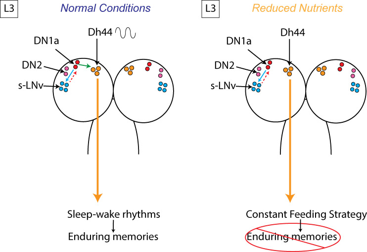 Figure 5—figure supplement 3.