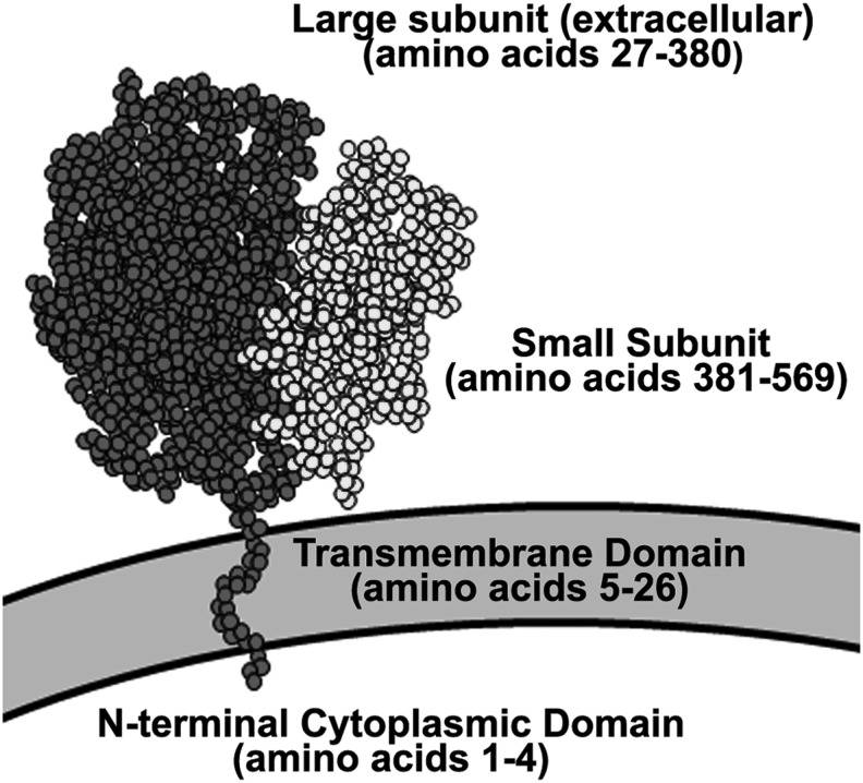 FIG. 1.