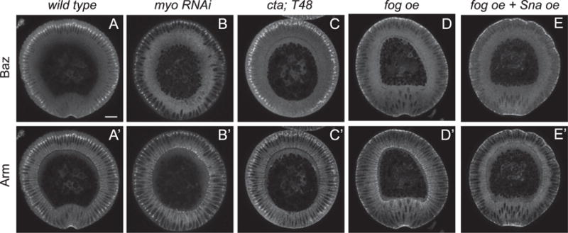 Fig. 5