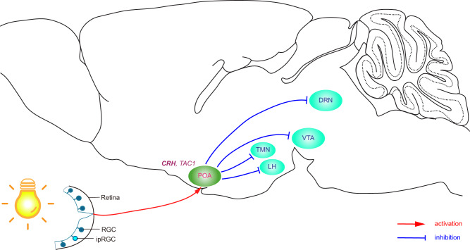 Fig. 6