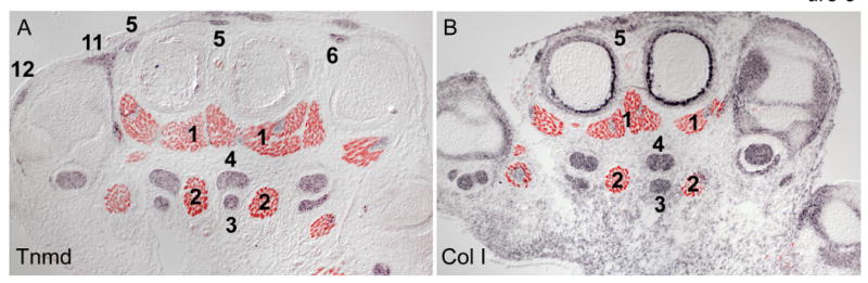 Fig.5