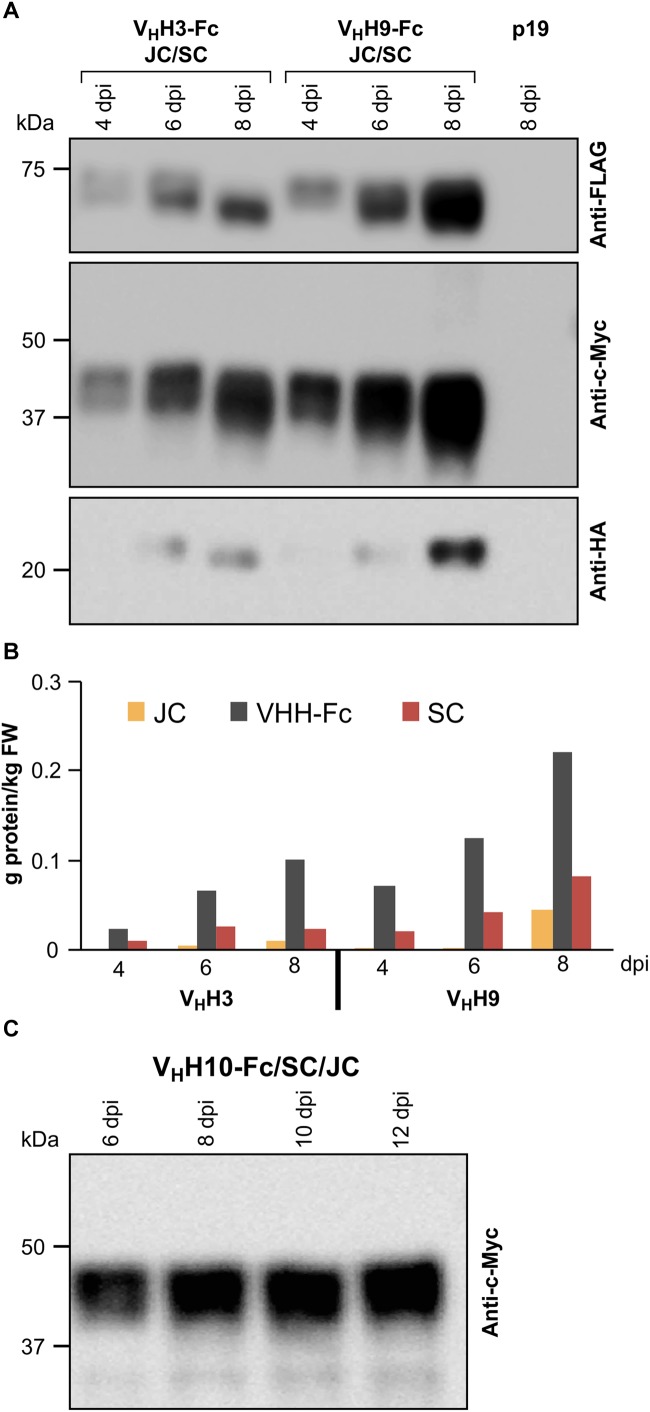 FIGURE 2