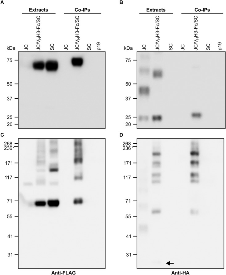 FIGURE 3