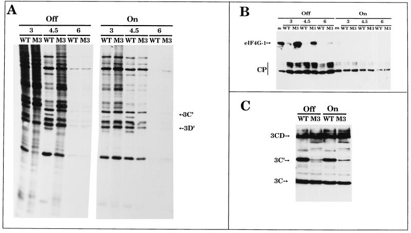 FIG. 5