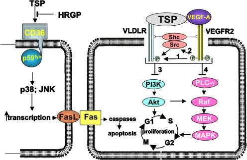 Fig. 3