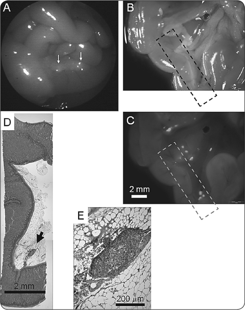 FIGURE 3