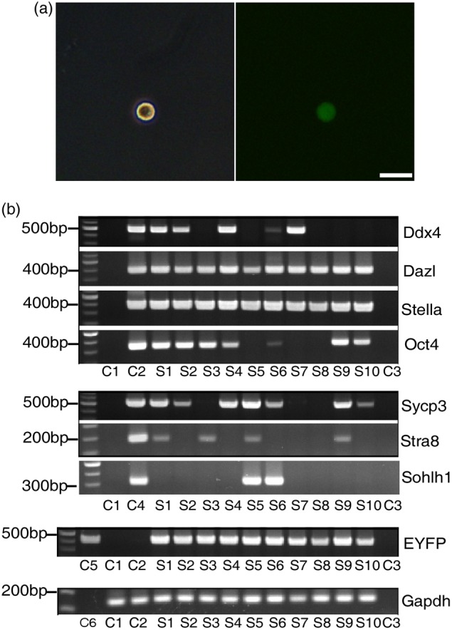 Figure 3