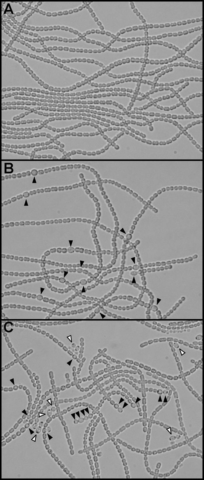 FIG. 5.