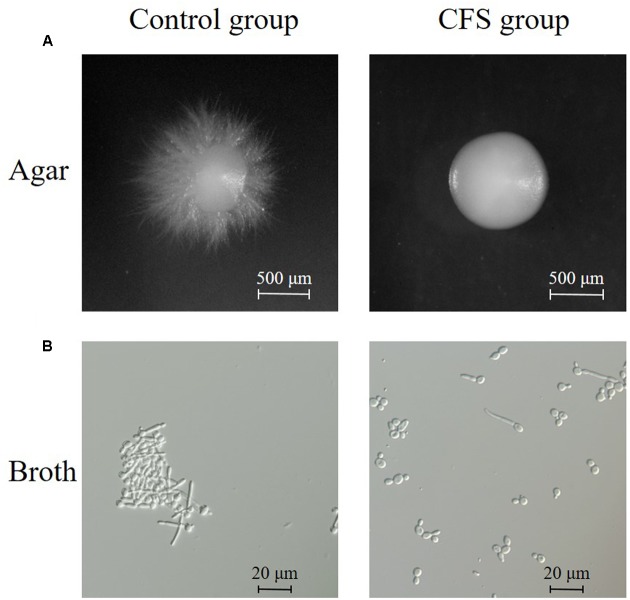 FIGURE 3