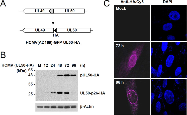 FIG 1