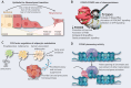 Figure 1. Role of FOX factors in cancer. A, Depiction of the two extreme phenotypes of EMT with the associated physiologic changes and the FOX factors that elicit each phenotype. FOXA1 can induce and inhibit EMT, depending on the cancer subtype. B, Summary of the functions of the FOXO3–FOXM1 axis in drug resistance. A drug-resistant state occurs upon inhibition of FOXO3 or upregulation of FOXM1, often in combination, leading to an increase in prosurvival mechanisms and drug efflux transporter activation. C, Schematic of how FOX factors regulate adipocyte metabolism, creating an immunosuppressive environment. FOXA1 mediates the acquisition of lipid precursors to fuel tumor proliferation. These precursors can become cancer-associated adipocytes expressing FOXC2. The cooperation between FOXC2 and α-MSH to promote fatty-acid oxidation creates an energy source for cancer cells. This creates a feedback loop in which cancer cells signal adipocytes to become cancer-associated adipocytes, and the cycle continues. D, Pioneering activity of FOXA1, a potential mechanism of action of other transcription factors. FOXA1 is capable of binding condensed chromatin to create an opening for easier accessibility of other transcription factors. In this case, FOXA1 allows for the binding of ER or AR to condensed chromatin, thereby activating an altered hormone response in cancer cells.