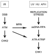 Fig. 5