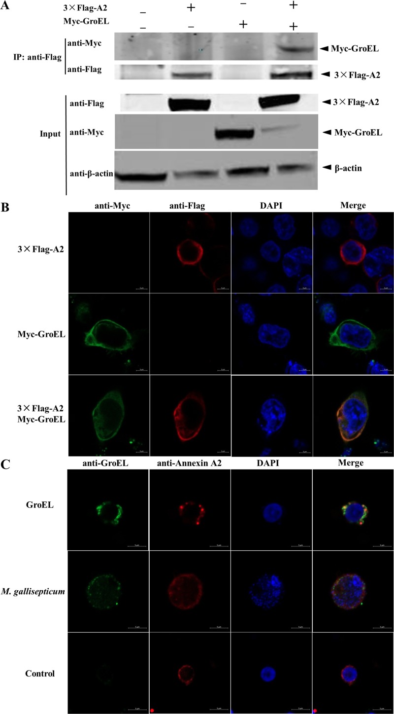 FIG 4