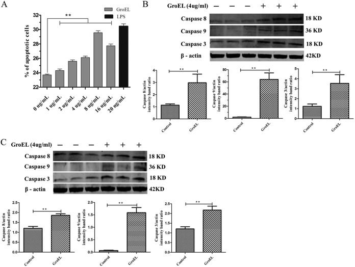 FIG 2