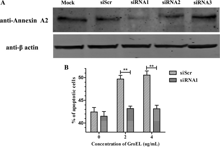 FIG 6