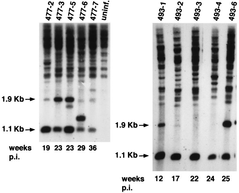 FIG. 5