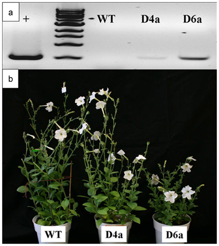 Figure 6