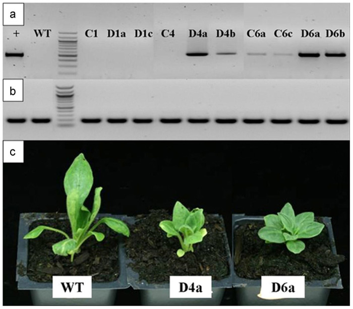 Figure 5