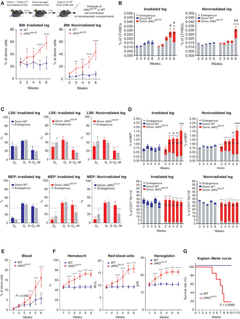 Figure 1. Follow up of PV development in mice. A, Experimental design (top) and kinetics of transplanted WT or JAK2V617F BM cells contribution to total BM hematopoietic cells in the irradiated and nonirradiated legs (bottom). B, Kinetics of WT or JAK2V617F cells contribution to the long-term hematopoietic stem cell (LT-HSC). C, Cell-cycle analysis of WT (left, blue) and JAK2V617F (middle and right, red) Lin−cKit+Sca+ (LSK) cells (top) and megakaryocyte–erythroid progenitors (MEP, bottom) and their endogenous counterparts (grey) in the irradiated and nonirradiated legs 3 weeks after transplantation. D, Kinetics of WT or JAK2V617F cells contribution to MEP (top) and to CD71+Ter119+ mature erythroid (bottom) compartments in the irradiated and nonirradiated legs. E, Kinetics of peripheral blood cells after transplantation of JAK2V617F or WT BM cells in a single irradiated leg. F, Kinetics of blood parameters after transplantation of JAK2V617F or WT BM cells in a single irradiated leg. G, Survival curve of mice after transplantation of JAK2V617F or WT BM cells in a single irradiated leg. Data are mean ±SEM from three independent experiments (n = 8–12 mice). Significance was assessed using unpaired two-tailed t test and two-way ANOVA followed by post hoc analysis (*, P < 0.05; **, P < 0.01; ***, P < 0.001; ****, P < 0.0001; B and D, asterisks denote chimerism, and # denotes percentage of cells).