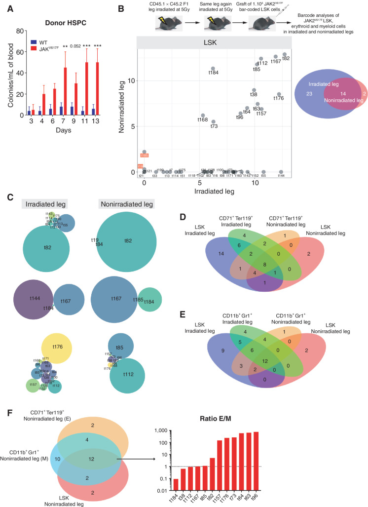 Figure 2. JAK2V617F LSK from irradiated leg colonize the nonirradiated leg. A, Kinetics of donor-derived WT or JAK2V617F colony-forming unit per mL of blood from mice transplanted with WT or JAK2V617F BM cells in a single irradiated leg. B, Experimental design (top) and frequency of JAK2V617F LSK bar-coded clones in the nonirradiated (y-axis) and irradiated (x-axis) legs (bottom left), the barcode frequency is log transformed and bar-coded clones discussed in the main text are highlighted. Venn diagram of bar-coded JAK2V617F LSK clones in the nonirradiated and irradiated legs (n = 3, bottom right). C, Representative distribution of bar-coded JAK2V617F LSK clones in the nonirradiated and irradiated legs for each mouse (n = 3). D, Venn diagram of bar-coded JAK2V617F LSK and CD71+Ter119+ erythroid clones in the nonirradiated and irradiated legs (n = 3). E, Venn diagram of bar-coded JAK2V617F LSK and CD11b+Gr1+ myeloid clones in the nonirradiated and irradiated legs (n = 3). F, Venn diagram of bar-coded JAK2V617F LSK, CD71+Ter119+ erythroid and CD11b+Gr1+ myeloid clones in the nonirradiated leg (left) and histograms showing the ratio of distribution of erythroid (E) and myeloid (M) bar-coded clones (right). Data are mean ±SEM. Significance was assessed using unpaired two-tailed t test and two-way ANOVA followed by post hoc analysis (**, P < 0.01; ***, P < 0.001).