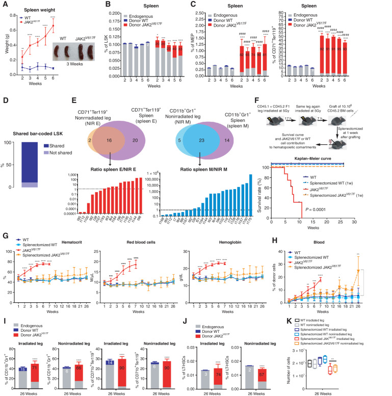 Figure 3. The spleen is necessary for PV development through amplification of the JAK2V617F erythroid compartment. A, Kinetics of spleen weight (left) and pictures of spleens 3 weeks after transplantation of WT and JAK2V617F BM cells (right). B, Kinetics of WT or JAK2V617F cells contribution to the LSK compartment. C, Kinetics of WT or JAK2V617F cells contribution to the megakaryocyte–erythroid progenitors (MEP) and the CD71+Ter119+ erythroid compartments in the spleen. D, Percentage of JAK2V617F LSK bar-coded clones shared between the irradiated leg, the nonirradiated leg and the spleen. E, Venn diagrams of bar-coded CD71+Ter119+ erythroid (left top) and CD11b+Gr1+ myeloid clones (right top) in the nonirradiated leg and in the spleen and histograms showing the ratio of distribution of bar-coded erythroid (left bottom) and myeloid (right bottom) clones in the non-irradiated leg (NIR E, NIR M) and in the spleen (spleen E, spleen M; n = 3). F, Experimental design (top) and survival curve (bottom) of mice after splenectomy one week after transplantation of JAK2V617F or WT BM cells in a single irradiated leg. G, Kinetics of blood parameters in mice after splenectomy one week after transplantation of JAK2V617F or WT BM cells in a single irradiated leg. H, Kinetics of blood cell chimerism in mice after splenectomy one week after transplantation of JAK2V617F or WT BM cells in a single irradiated leg. I, JAK2V617F, WT and endogenous cells contributions to the irradiated and nonirradiated legs to the CD11b+Gr1+ myeloid and the CD71+Ter119+ erythroid compartments. J, JAK2V617F, WT and endogenous cells contributions to the irradiated and nonirradiated legs to the LT-HSC compartment 26 weeks after transplantation. K, Total hematopoietic cell number in the irradiated and nonirradiated legs 26 weeks after transplantation. Data are mean ±SEM from 8 to 12 mice. Significance was assessed using unpaired two-tailed t test and two-way ANOVA followed by post hoc analysis (*, P < 0.05; **, P < 0.01; ***, P < 0.001; ****, P < 0.0001; B and C, asterisks denote chimerism, and # denotes percentage of cells).
