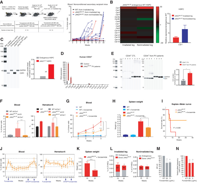 Figure 4. Genetic and pharmacologic inhibition of CA1 suppresses PV progression. A, Experimental design (top left), mortality trends after the secondary transplantations (bottom left) and kinetics of blood chimerism in secondary recipients transplanted with BM from the irradiated leg or the nonirradiated leg of primary mice transplanted with JAK2V617F or WT BM cells (right). B, Heat map of all members of the CA family (JAK2V617F HSPC vs. endogenous HSPC; left) and relative mRNA levels of CA1 in HSPC from irradiated and nonirradiated legs 6 weeks after transplantation of JAK2V617F BM cells (right; n = 3–6). C, CAR1 protein expression level in HSPC of the nonirradiated leg (left) normalized against GAPDH protein levels (right). D, mRNA level of all CA isoforms in human CD34+ cells from control and patients with JAK2V617F PV (n = 4). E, CA1 protein expression in human CD34+ cells from control and patients with JAK2V617F PV (left) (n = 4) and CA1 expression level normalized against GAPDH expression level (right). F, Blood chimerism (left) and hematocrit (right) in mice transplanted with JAK2V617F or WT LSK cells transduced with Car1 or Ctl shRNA lentivirus in a single-leg-irradiated mice (n = 5). G, Kinetics of blood chimerism in mice transplanted with JAK2V617F or WT BM cells and daily treated or not with furosemide at 20 mg/kg starting two weeks after transplantation (n = 8–12). H, Spleen weight 8 weeks after the beginning of furosemide treatment. I, Survival curve after furosemide treatment (n = 8–12). J, Blood chimerism (left) and hematocrit (right) after transplantation of JAK2V617F BM cells followed by furosemide treatment that began at 10 weeks (wk 10), ceased at 25 weeks (wk 25), and began again at 29 weeks (wk 29; see arrows; n = 8–12). The crosses indicated nontreated mouse mortality. K, Spleen weight before furosemide treatment (10 weeks in J) and at the end of the sequential furosemide treatment (31 weeks in J). L, JAK2V617F cells contribution to LT-HSC in nonirradiated and irradiated legs before furosemide treatment (10 weeks in J) and at the end of the sequential furosemide treatment (31 weeks in J; n = 3–5). M, Effects of 5 and 20 μg/mL of furosemide on the percentages of BFU-E from CD34+ cells of patients with PV (n = 4). 100% is used as percentage of BFU-E in the absence of furosemide (N.T.). N, Relative percentage of JAK2V617F VAF in the BFU-E after treatment with 5 and 20 μg/mL of furosemide. 100% is used as percentage of VAF in the BFU-E in the absence of furosemide (N.T.). Data are mean ± SEM. Significance was assessed using unpaired two-tailed t test and two-way ANOVA followed by post hoc analysis (*, P < 0.05; **, P < 0.01; ***, P < 0.001; ****, P < 0.0001).