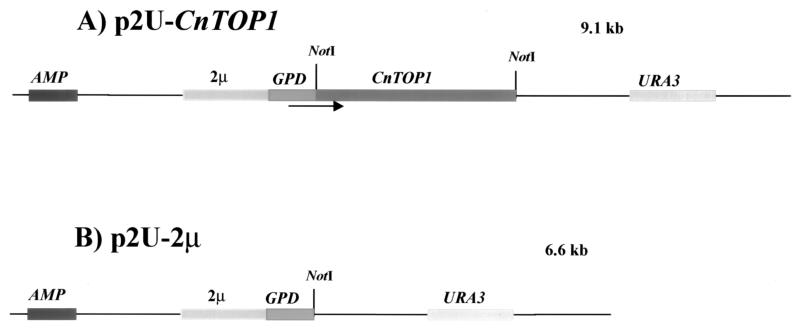 FIG. 1