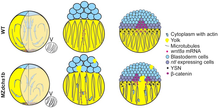 Fig. 8.