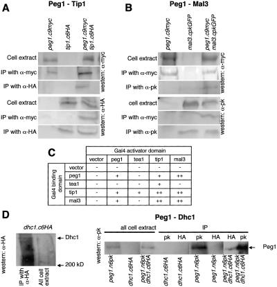 Figure 4.