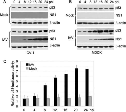 FIGURE 1.