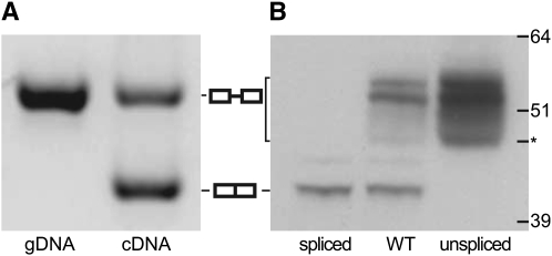 Figure 1.—