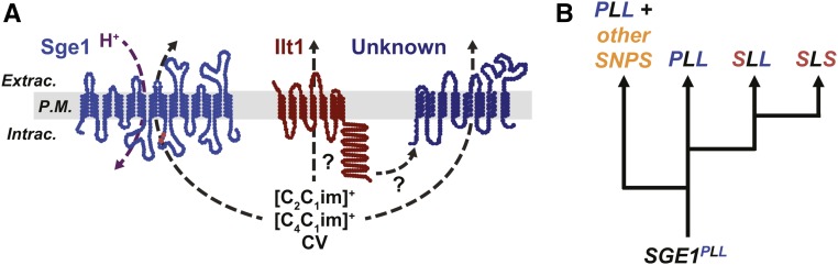 Figure 7