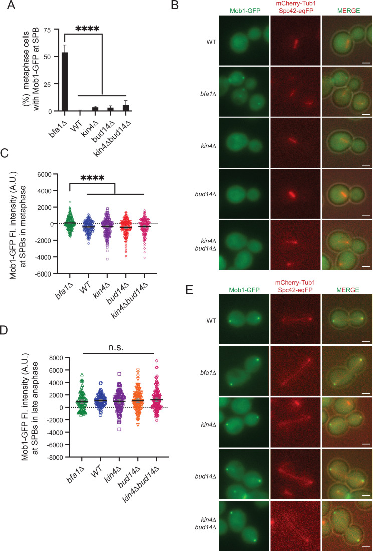 Figure 6—figure supplement 2.