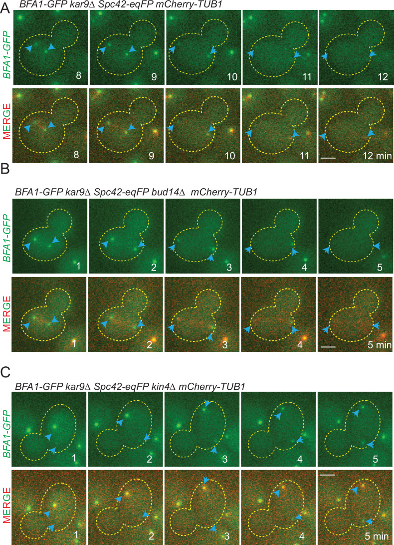 Figure 6—figure supplement 3.