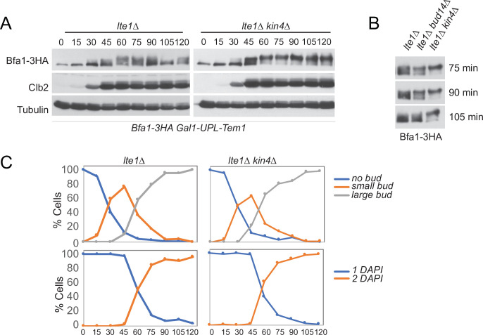 Figure 7—figure supplement 1.