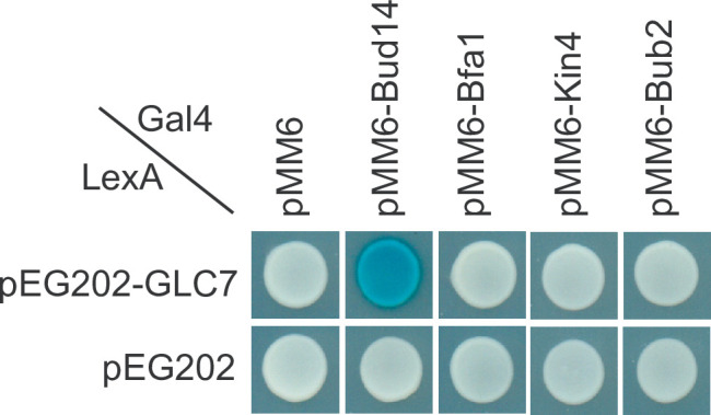 Figure 5—figure supplement 1.