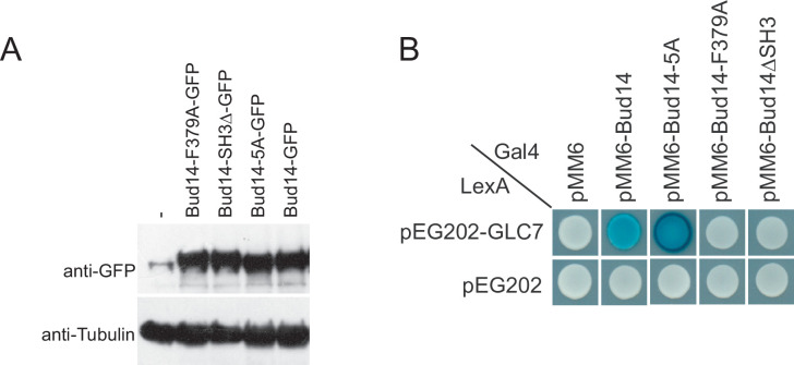 Figure 3—figure supplement 1.