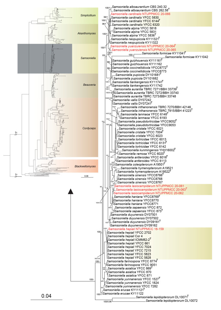 Fig. 2