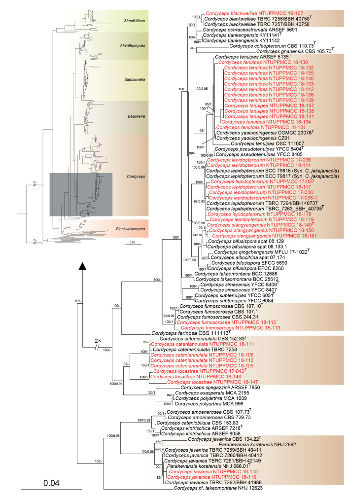 Fig. 2