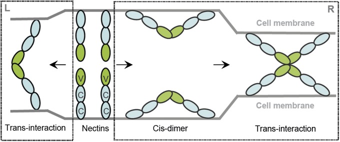 Fig. 5.