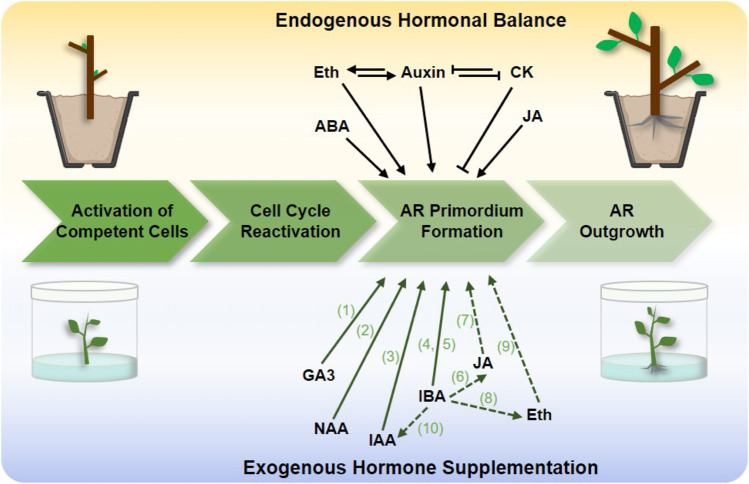 FIGURE 1