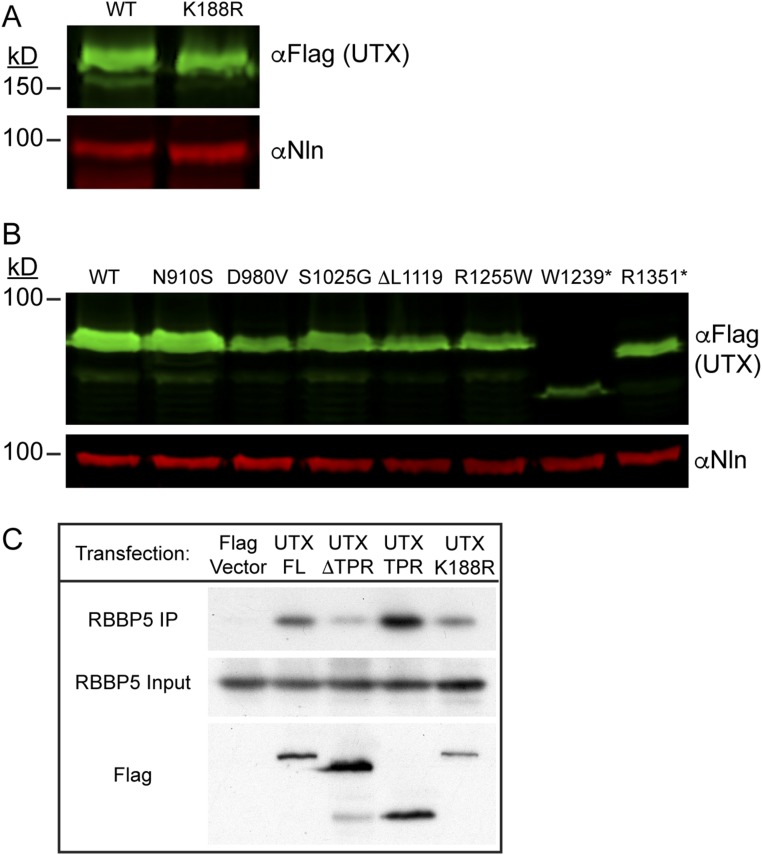 Fig. S4.