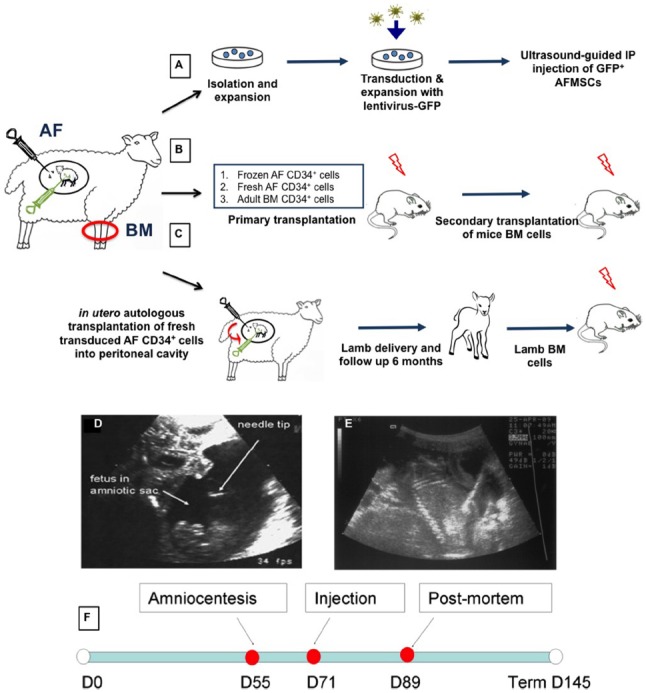 FIGURE 1