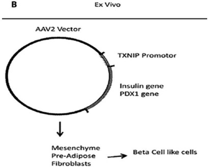 Figure 1B: