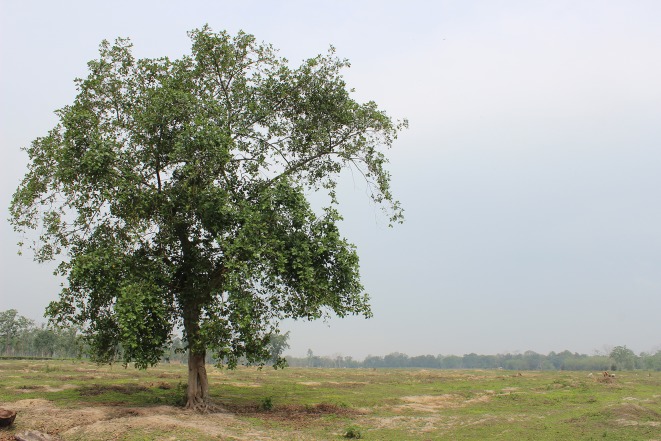 Fig. 1