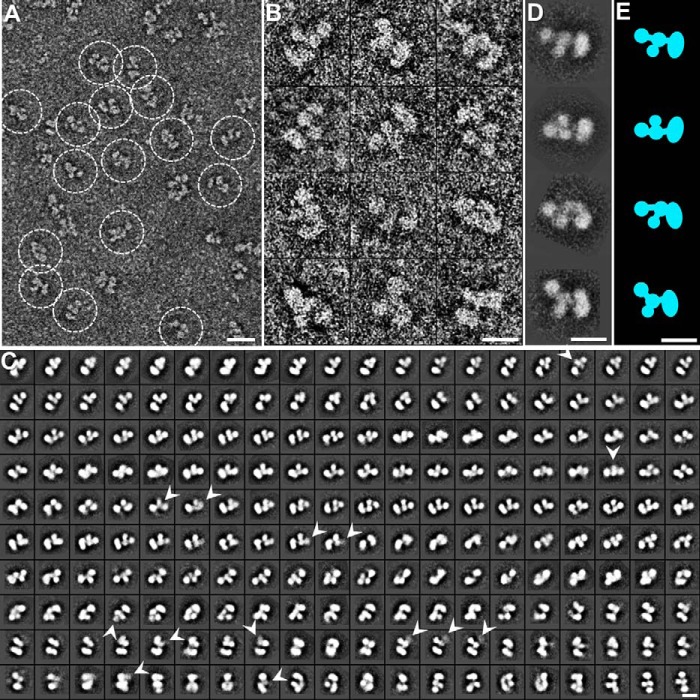 FIGURE 4.