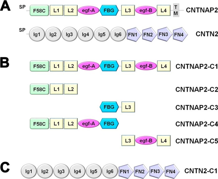 FIGURE 1.