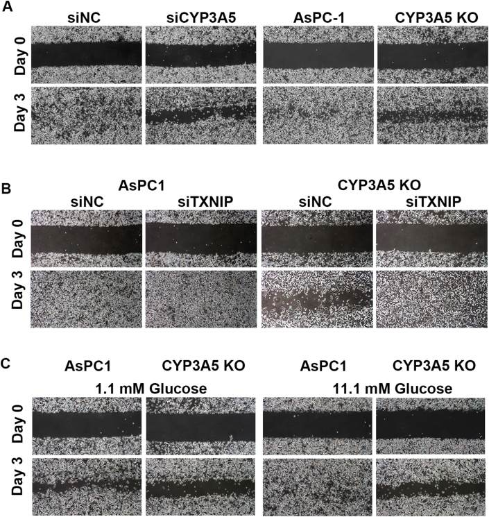 Fig. 7