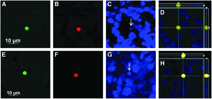 FIG. 10.